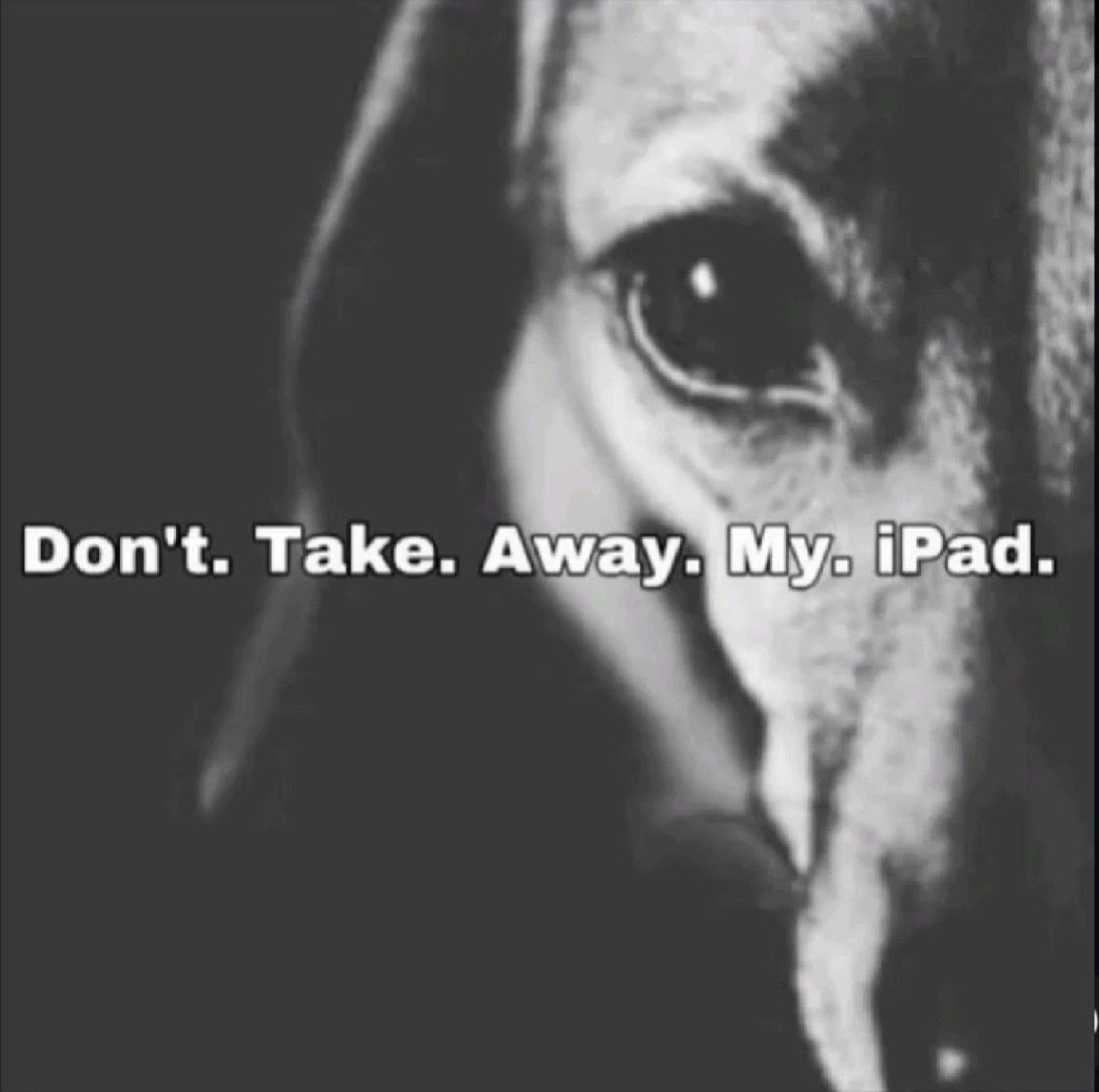 Black-and-white dog close-up with a teary eye: 'Don't. Take. Away. My. iPad.'