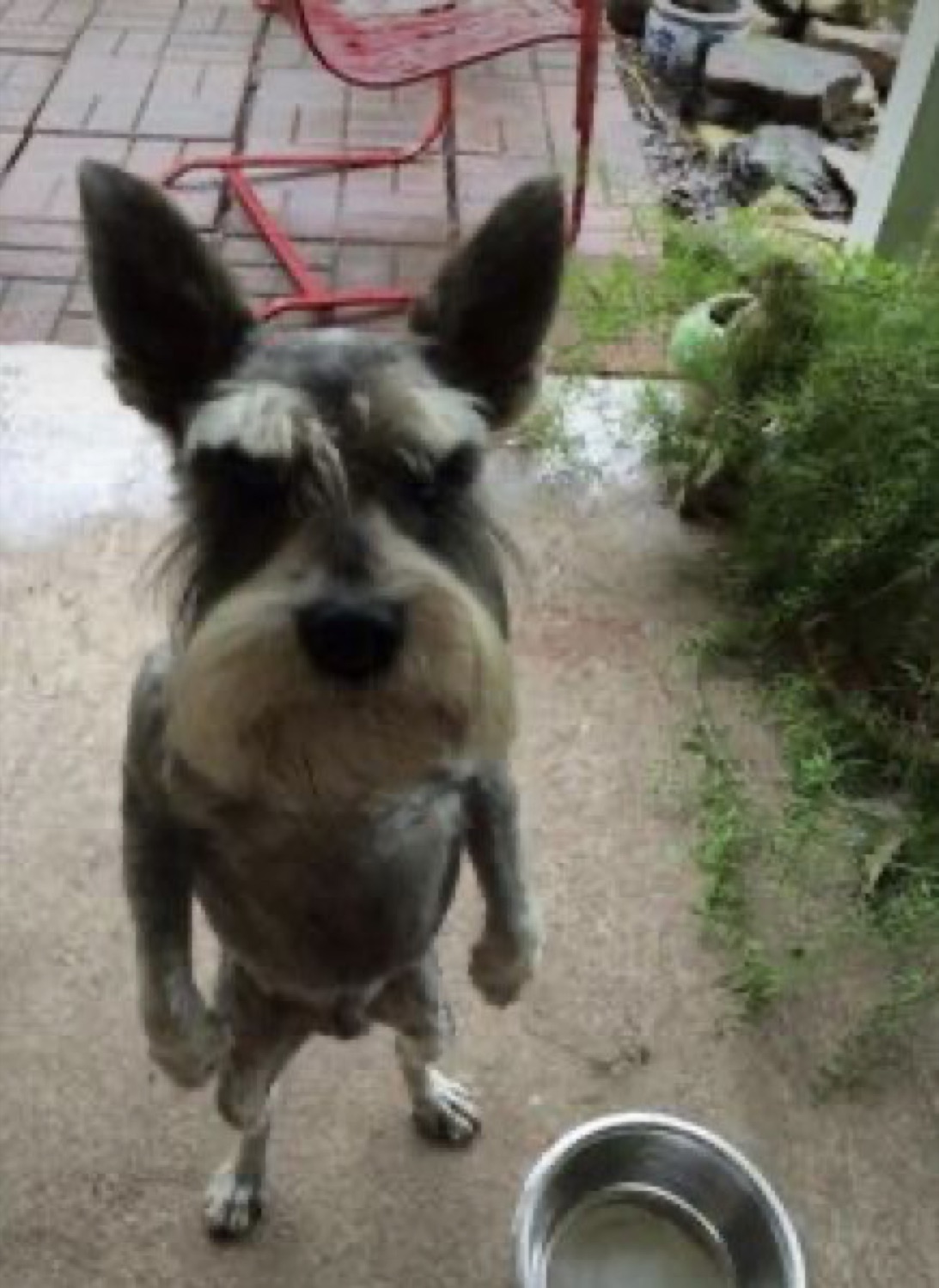 Scruffy schnauzer squinting up at the camera by an empty water bowl like it's judging you