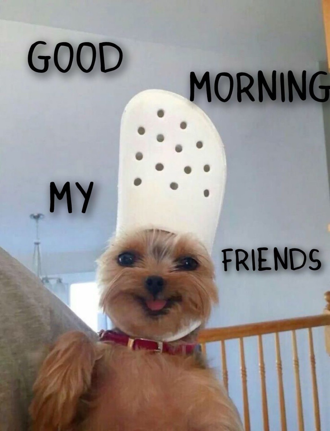 Small dog wearing a Croc as a hat: 'GOOD MORNING MY FRIENDS'
