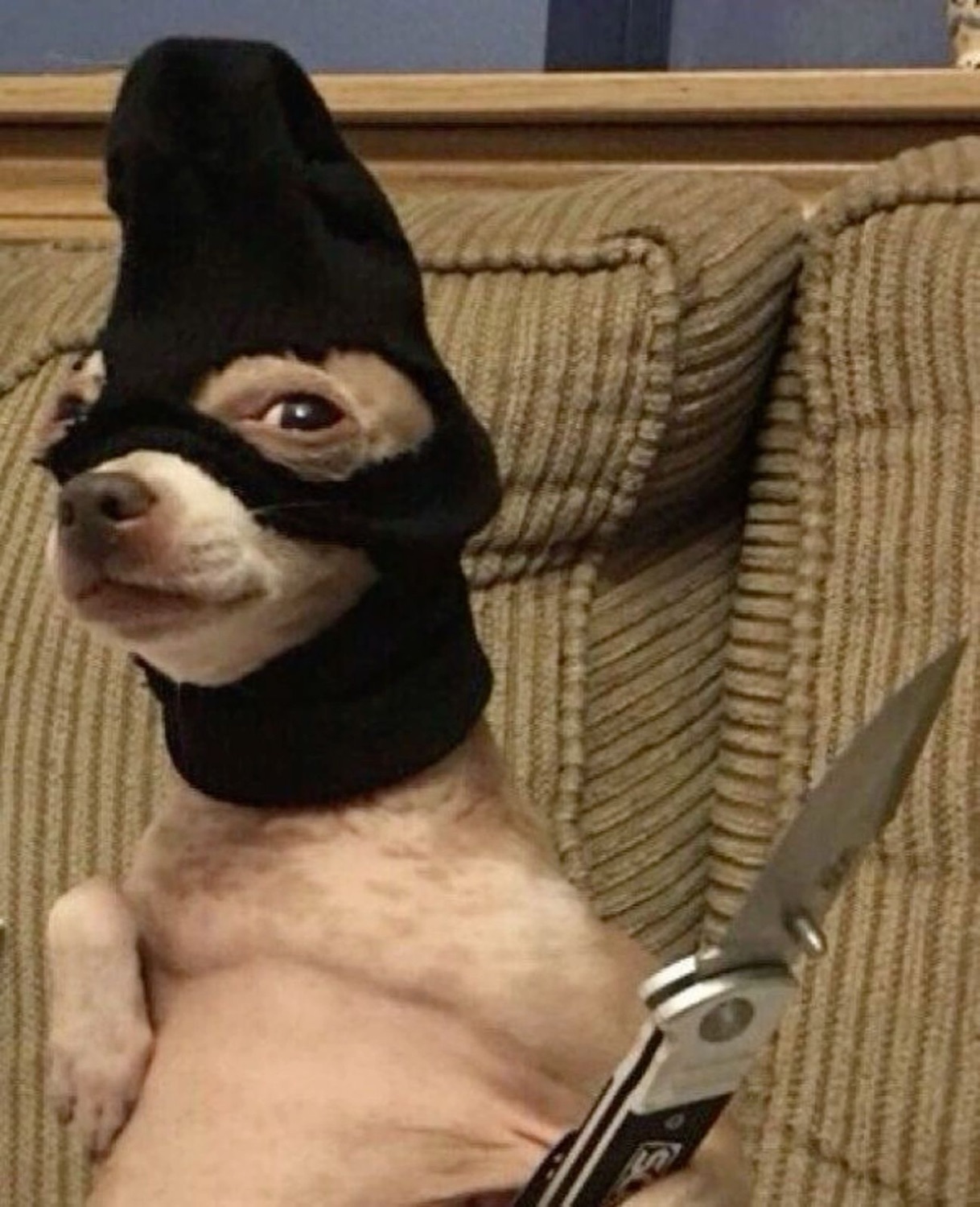 Chihuahua wearing a black ski mask and holding a knife, sitting on a couch like a villain