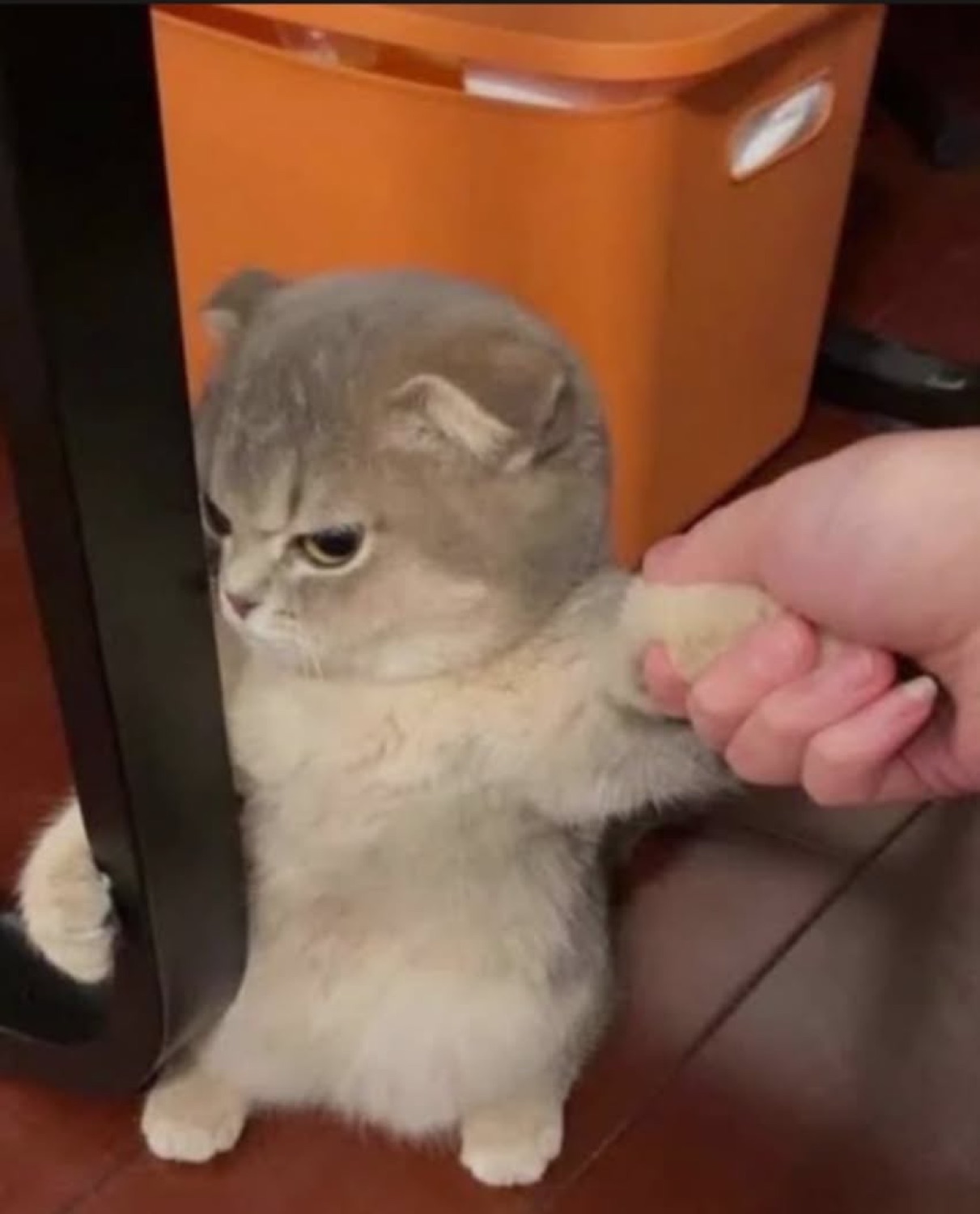 Fluffy kitten grumpily standing as a hand grabs its paw