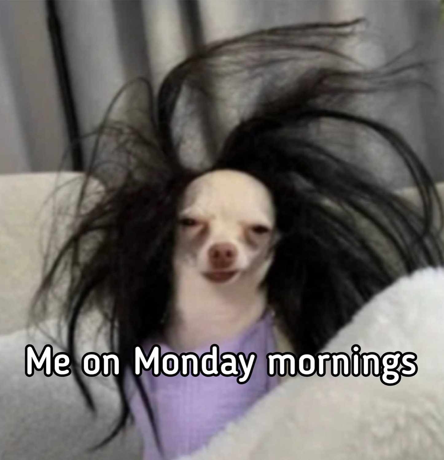 Chihuahua with wild black hair blown everywhere under 'Me on Monday mornings'