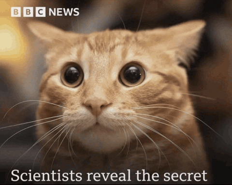 Startled cat on BBC News, "Scientists reveal the secret" then "conceal"