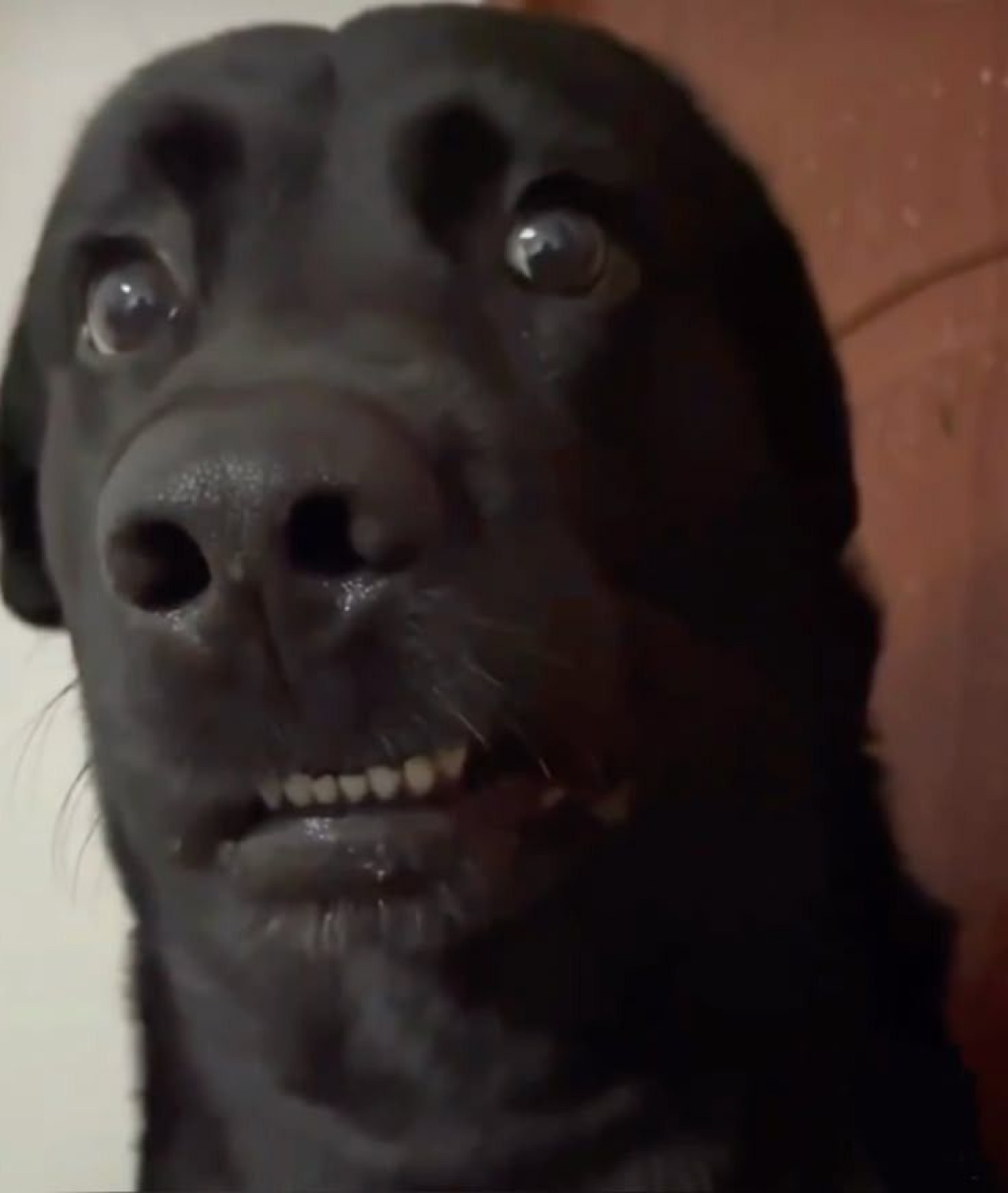 Black dog leaning close to the camera with bulging wide eyes and bared teeth