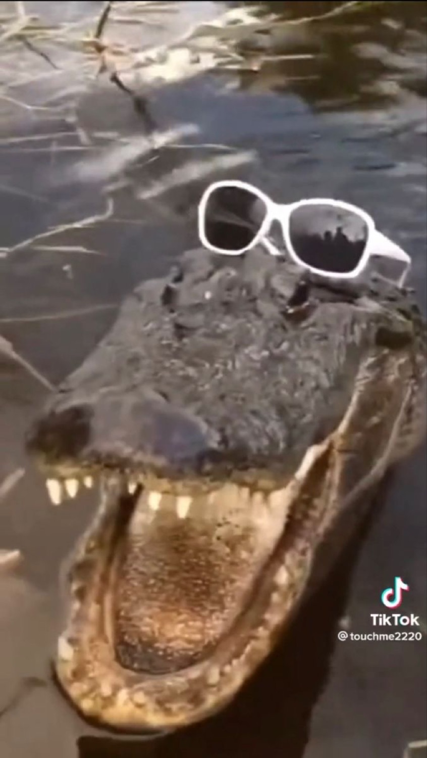 Alligator in white sunglasses with its mouth wide open in the water