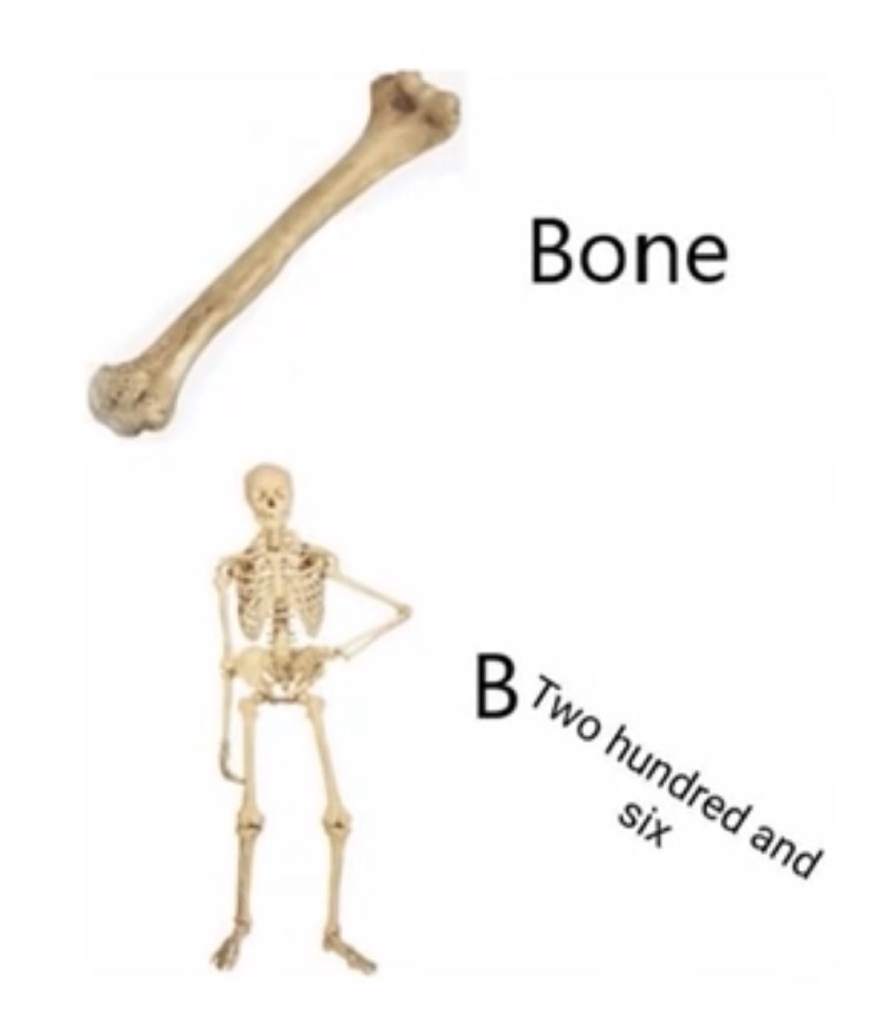 A single bone labeled 'Bone' next to a full skeleton labeled 'B Two hundred and six'