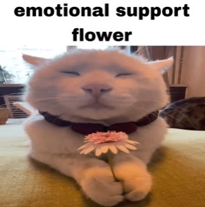 Content white cat with closed eyes holding a pink flower, 'emotional support flower'