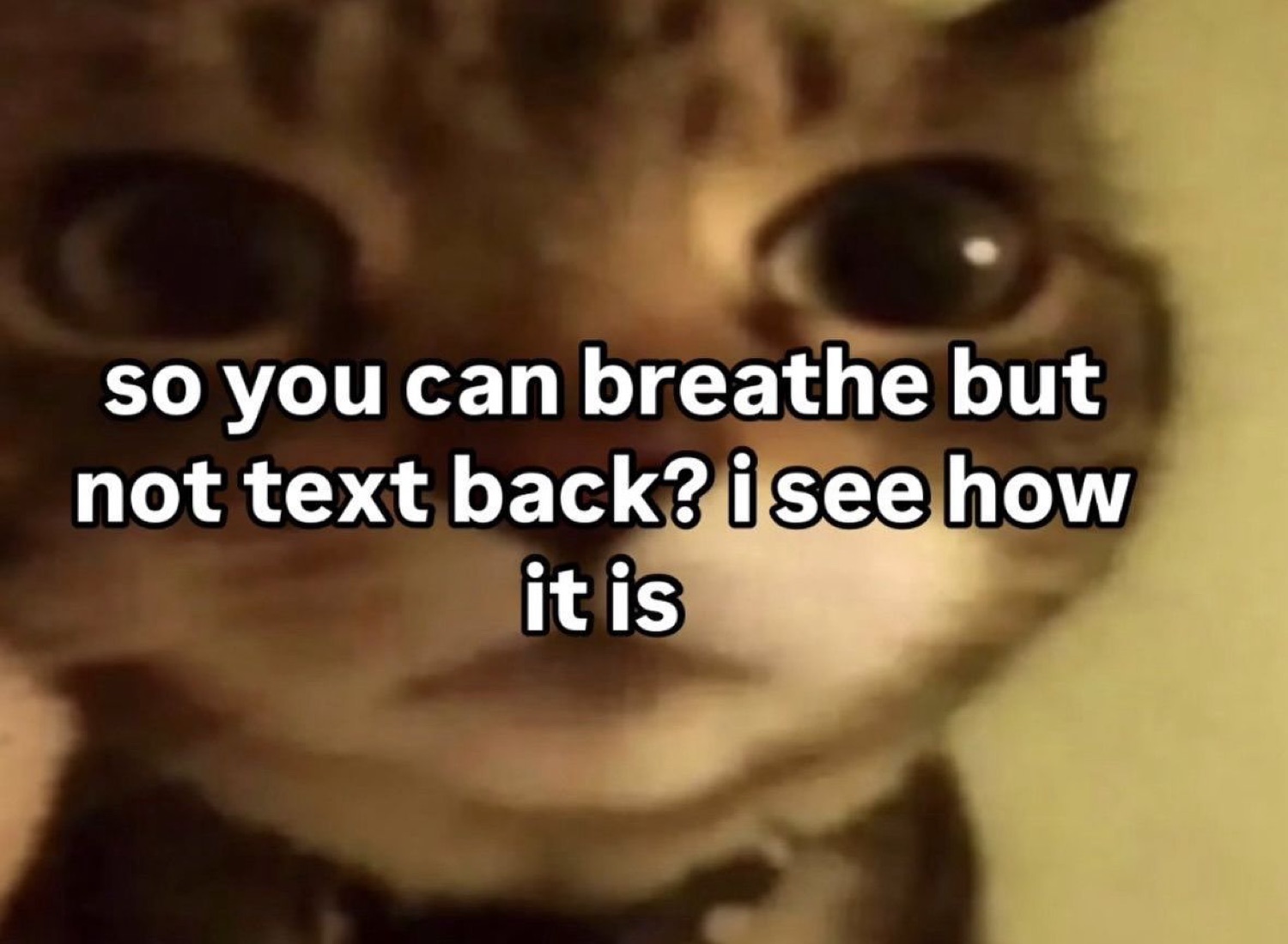 Wide-eyed cat staring you down: 'so you can breathe but not text back?'