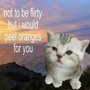 Cute kitten on a sunset cliff backdrop with 'not to be flirty but i would peel oranges for you'