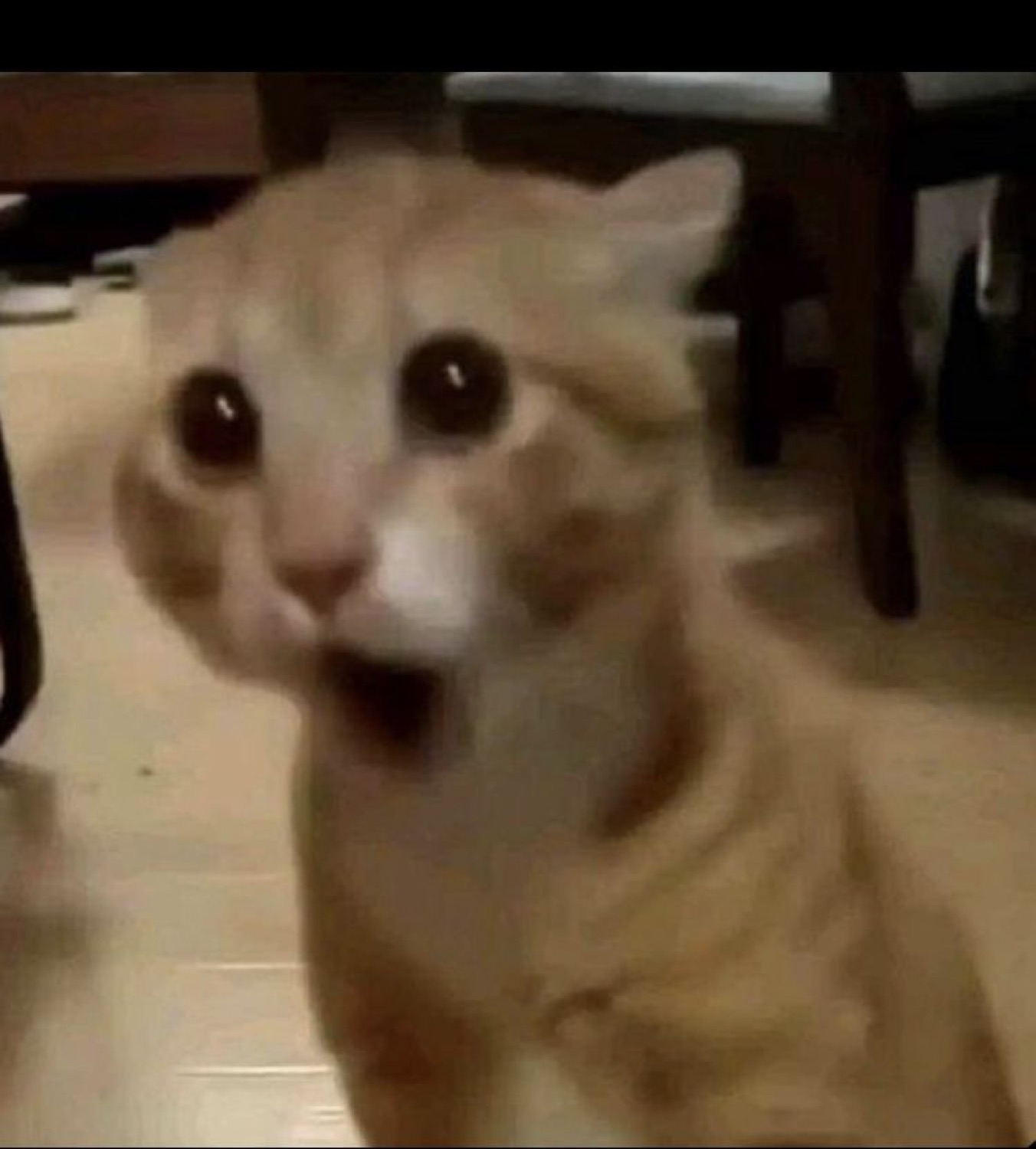 Orange kitten with huge black eyes staring up at the camera in pure shock