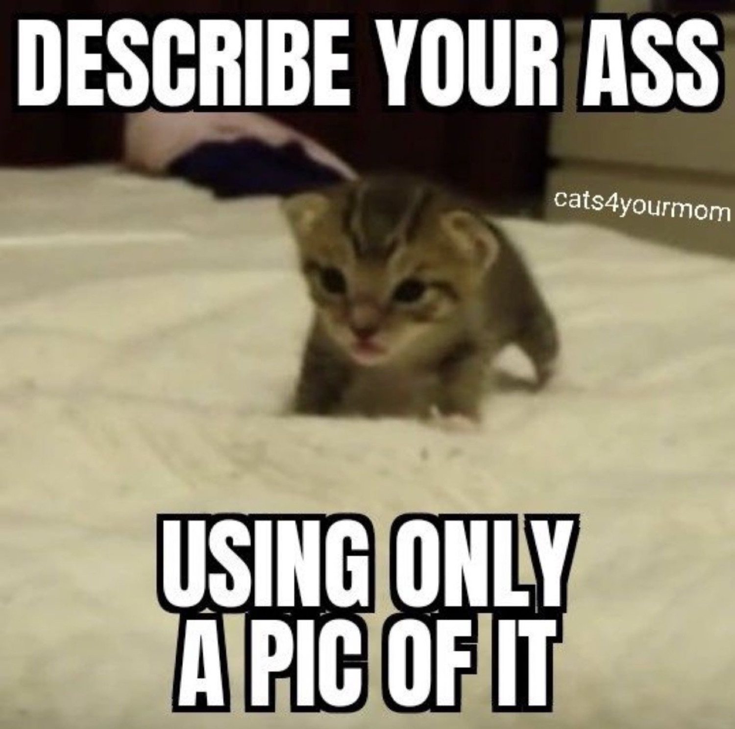 Tiny kitten being petted looking defeated, captioned 'describe your ass using only a pic of it'