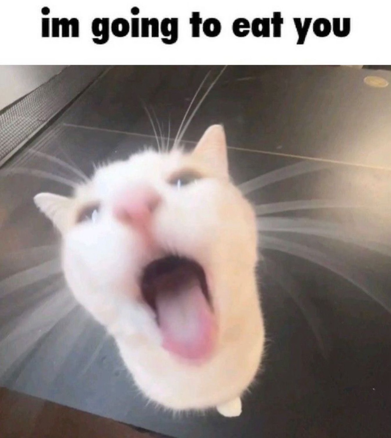 White cat yelling straight up at the camera, captioned 'im going to eat you'