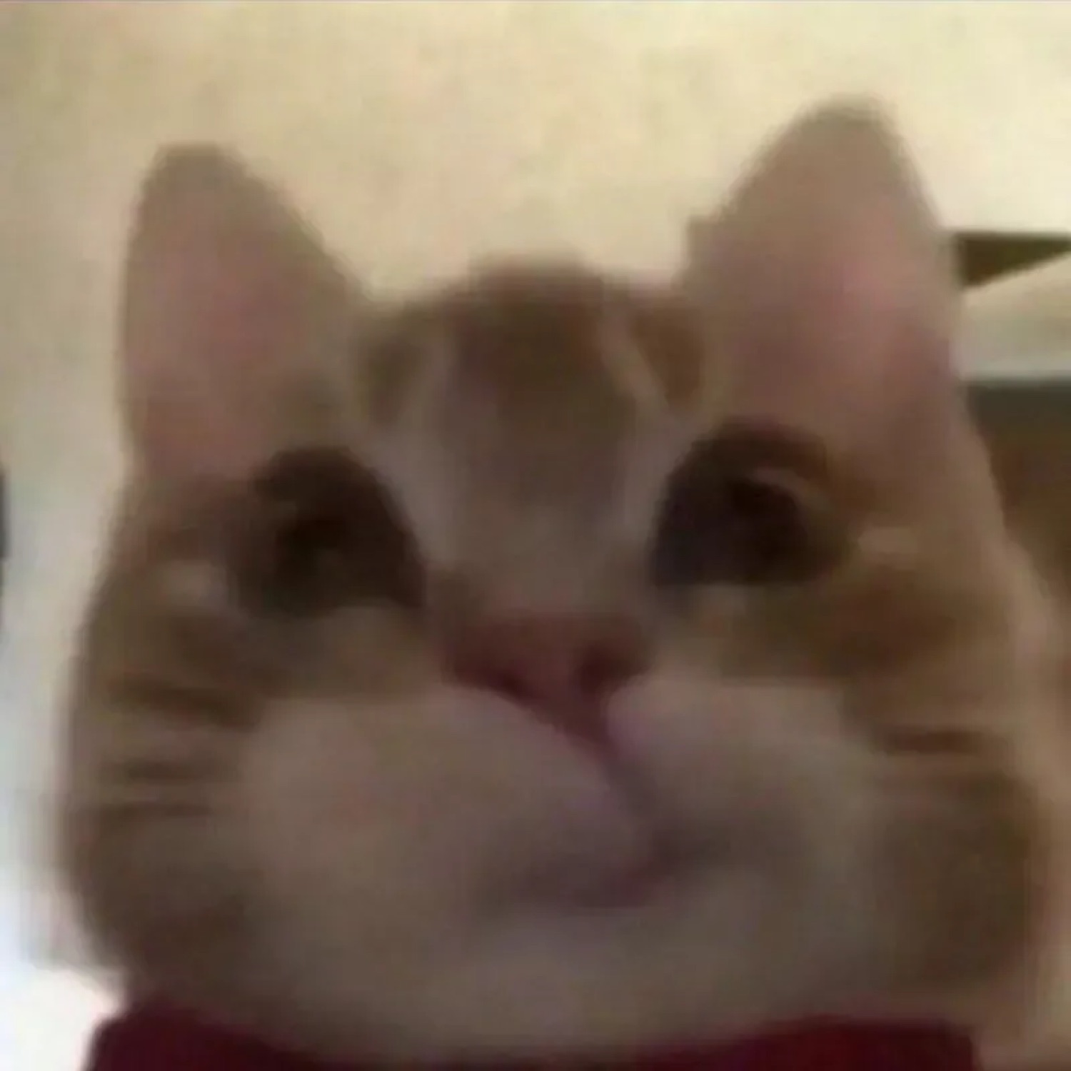 Orange tabby cat staring into the camera with a smug, knowing little smirk