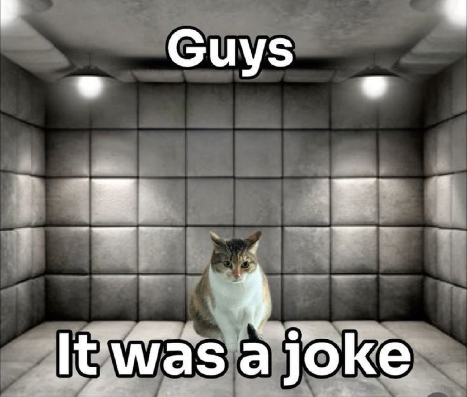 Cat sitting alone in a padded cell, pleading 'Guys / It was a joke'