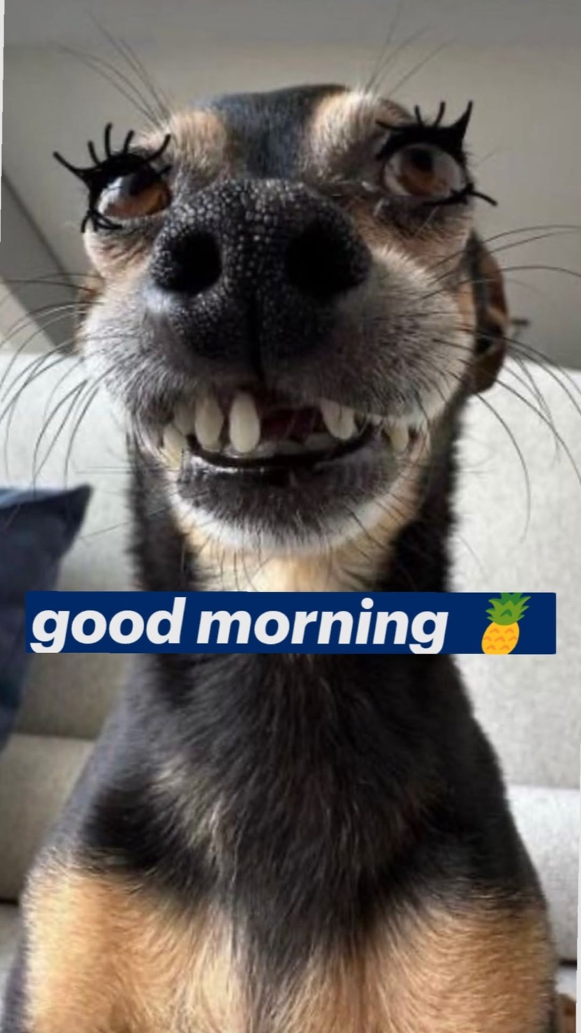 Small dog with eyelashes and a goofy toothy grin: 'good morning'
