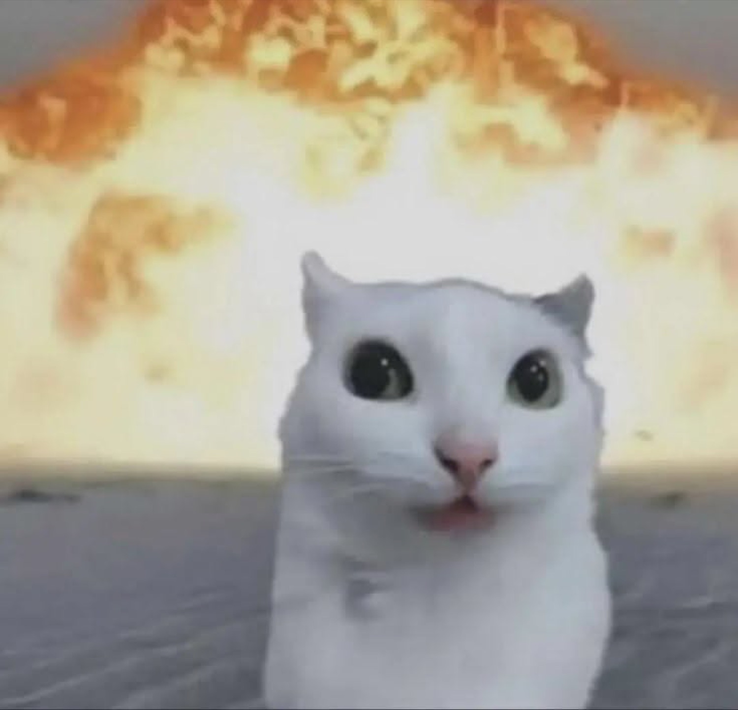 White cat staring into the camera as a massive fireball erupts behind it
