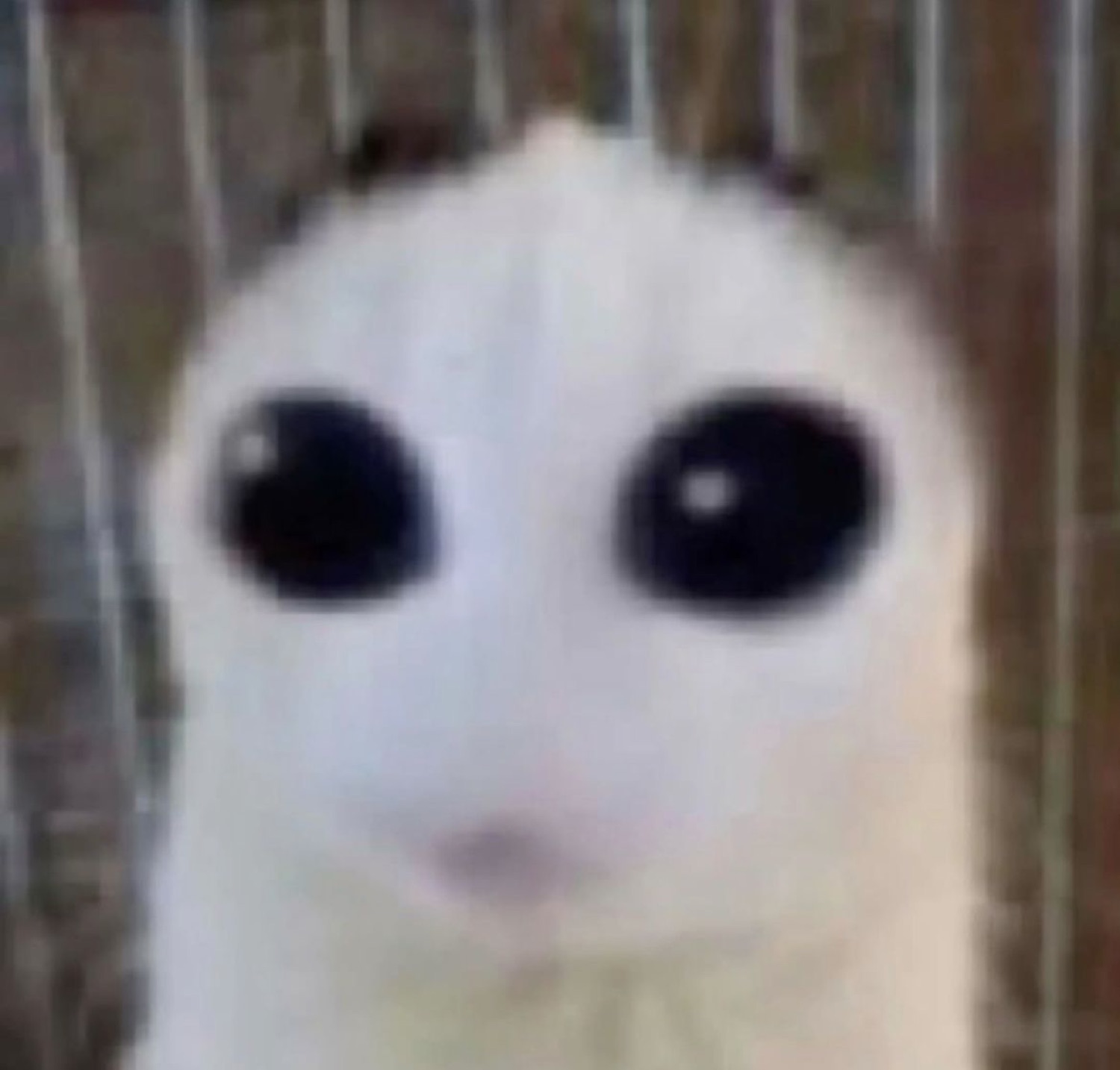 White cat with enormous black eyes staring dead into the camera