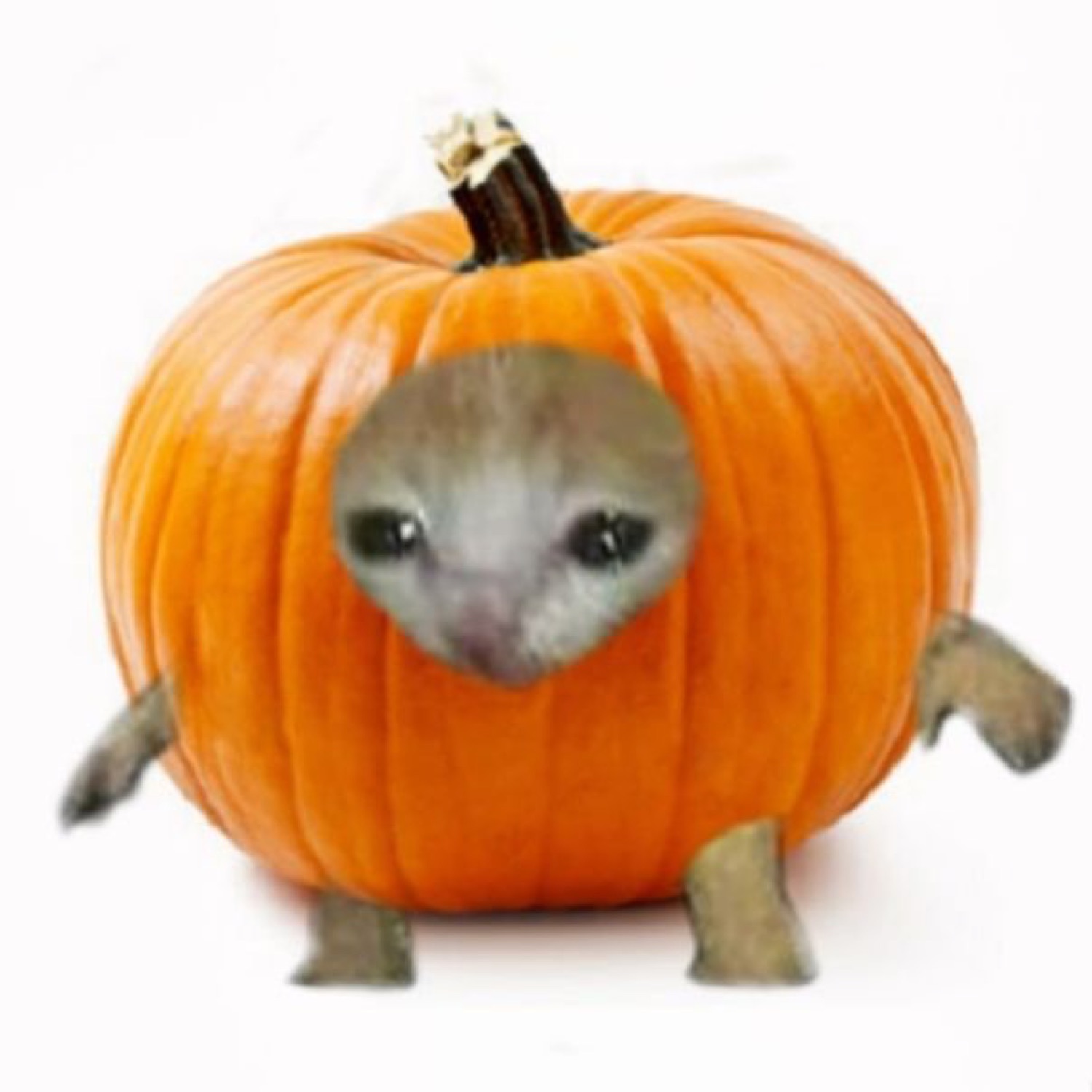 Sad cat face poking out of a pumpkin with tiny legs