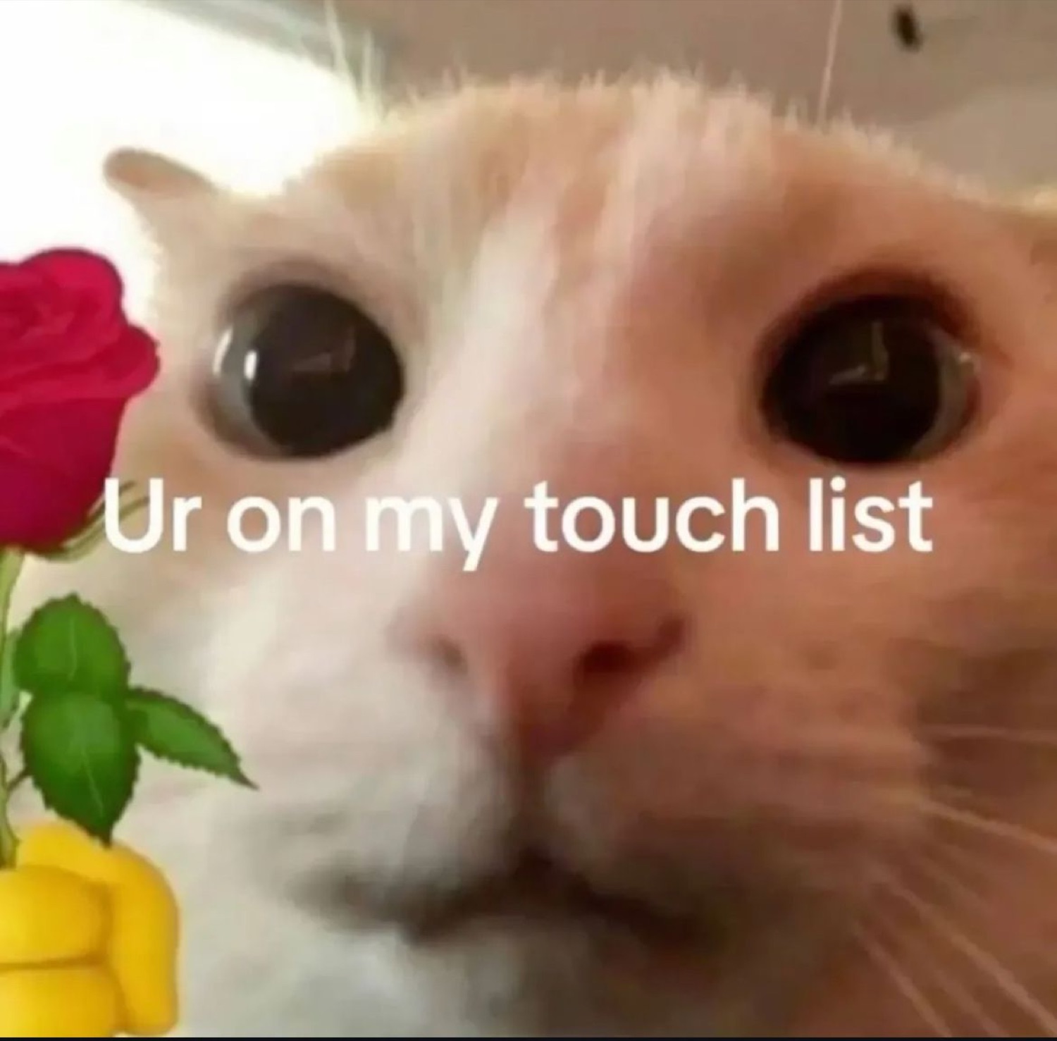 Wide-eyed cream cat staring intensely with a rose emoji, captioned 'Ur on my touch list'
