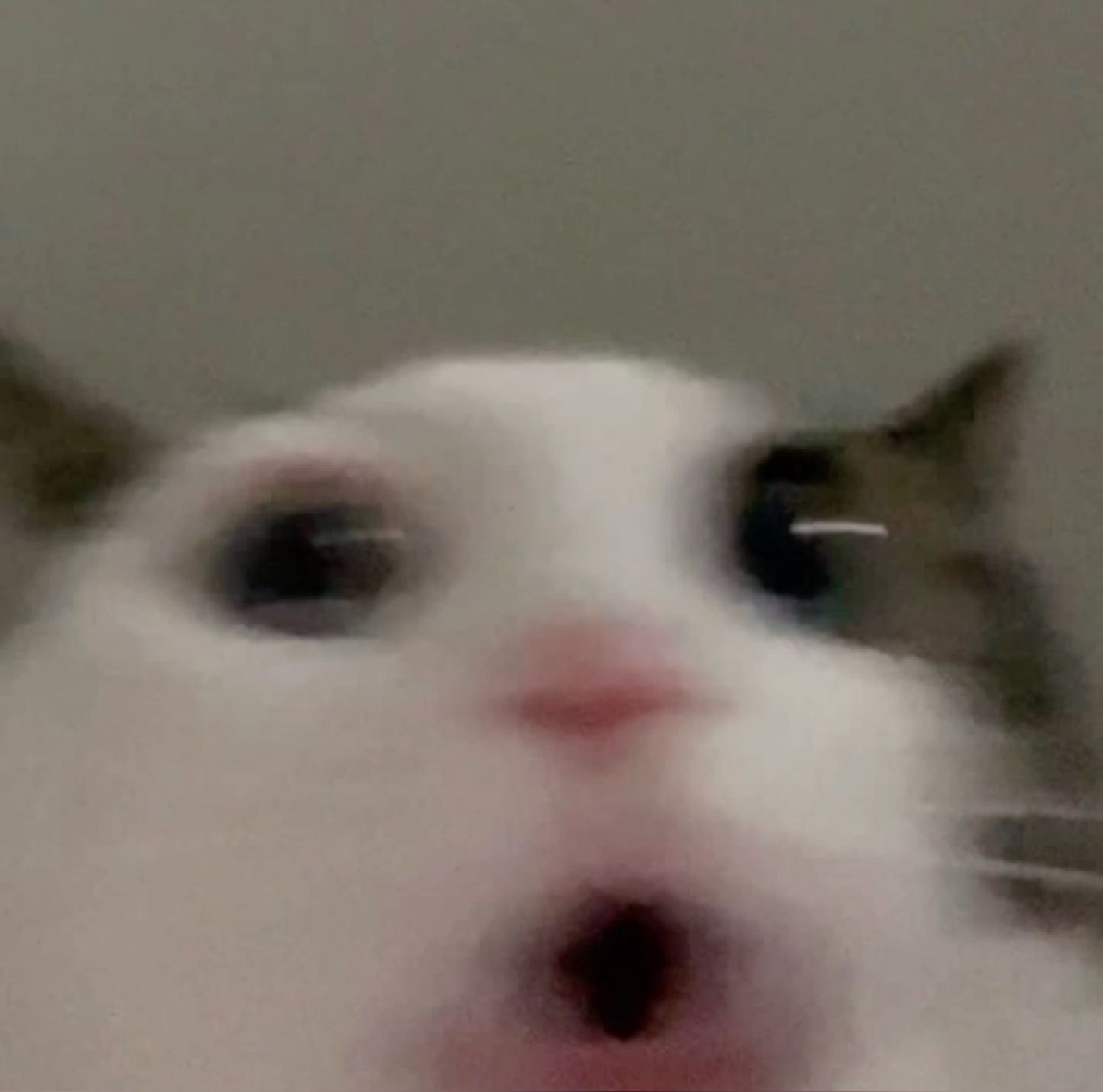 Blurry close-up of a white cat with a shocked open-mouthed expression