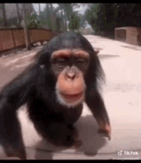 Chimpanzee walking up and kissing the camera