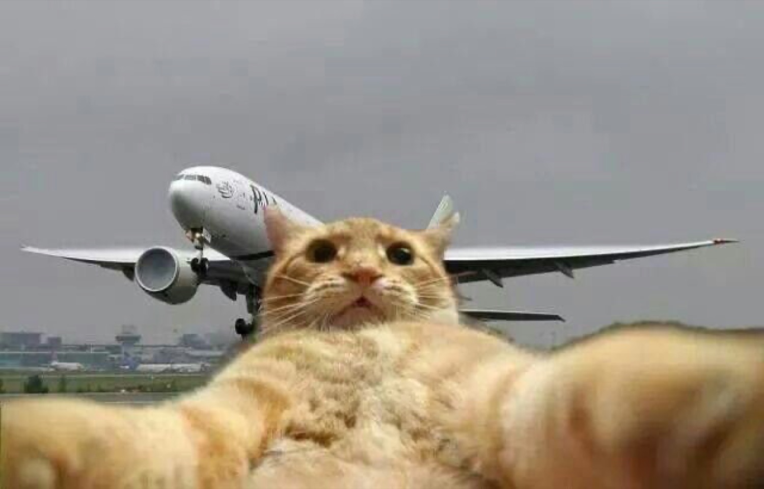 Cat taking a selfie as a plane takes off behind it