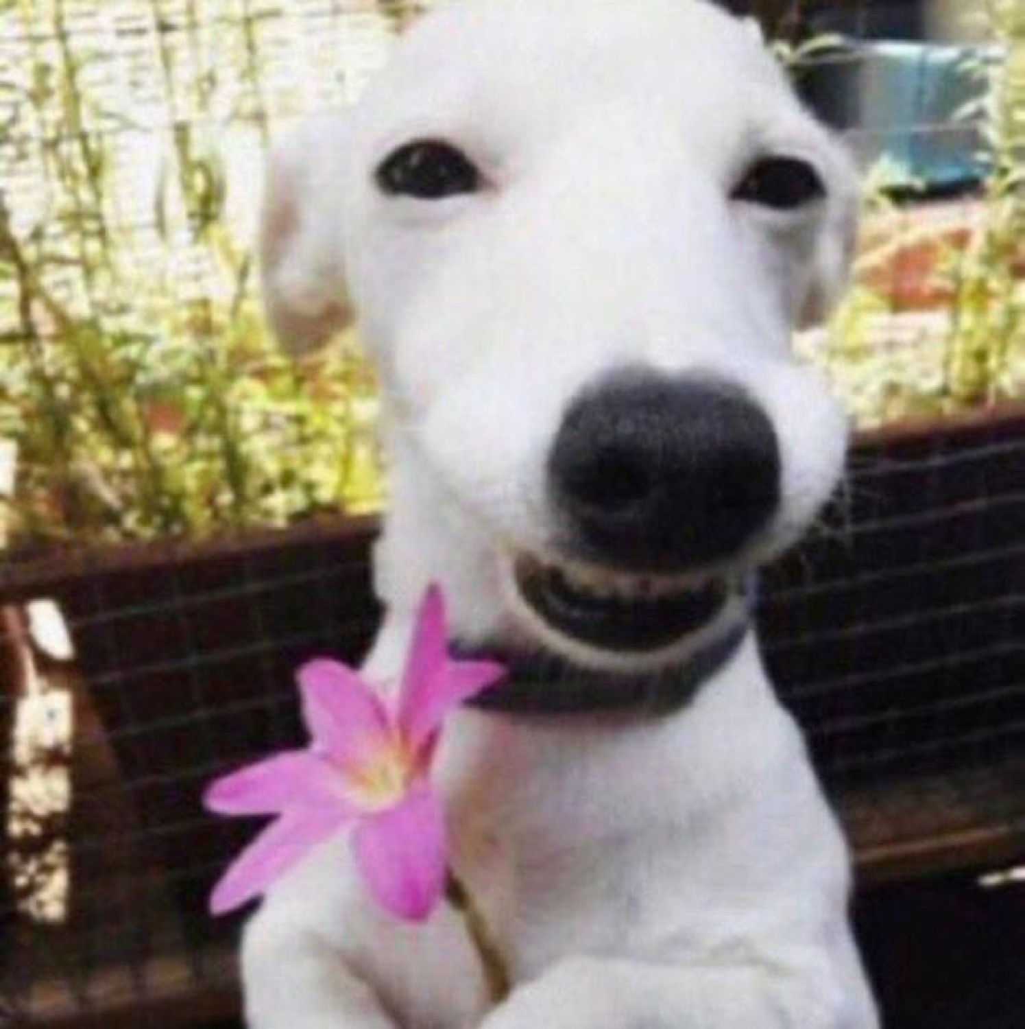 White dog with a big smug grin posing behind a pink flower