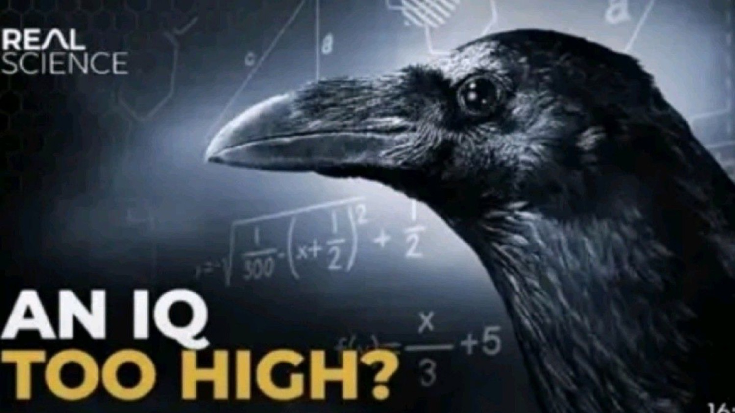 Side-profile crow staring over a math equation background captioned 'An IQ Too High?'