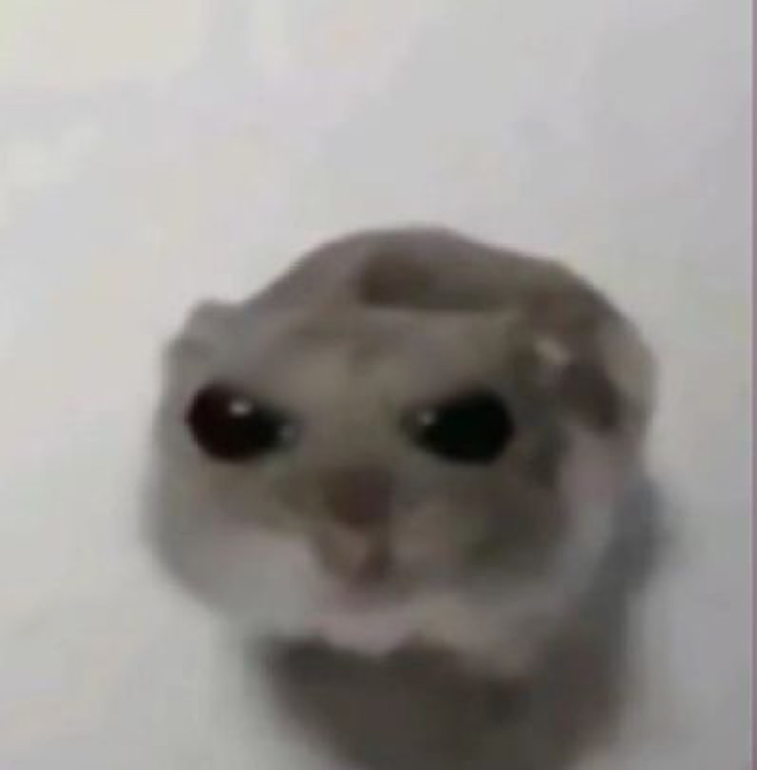 Tiny gray hamster looking directly at the camera with enormous glossy sad eyes