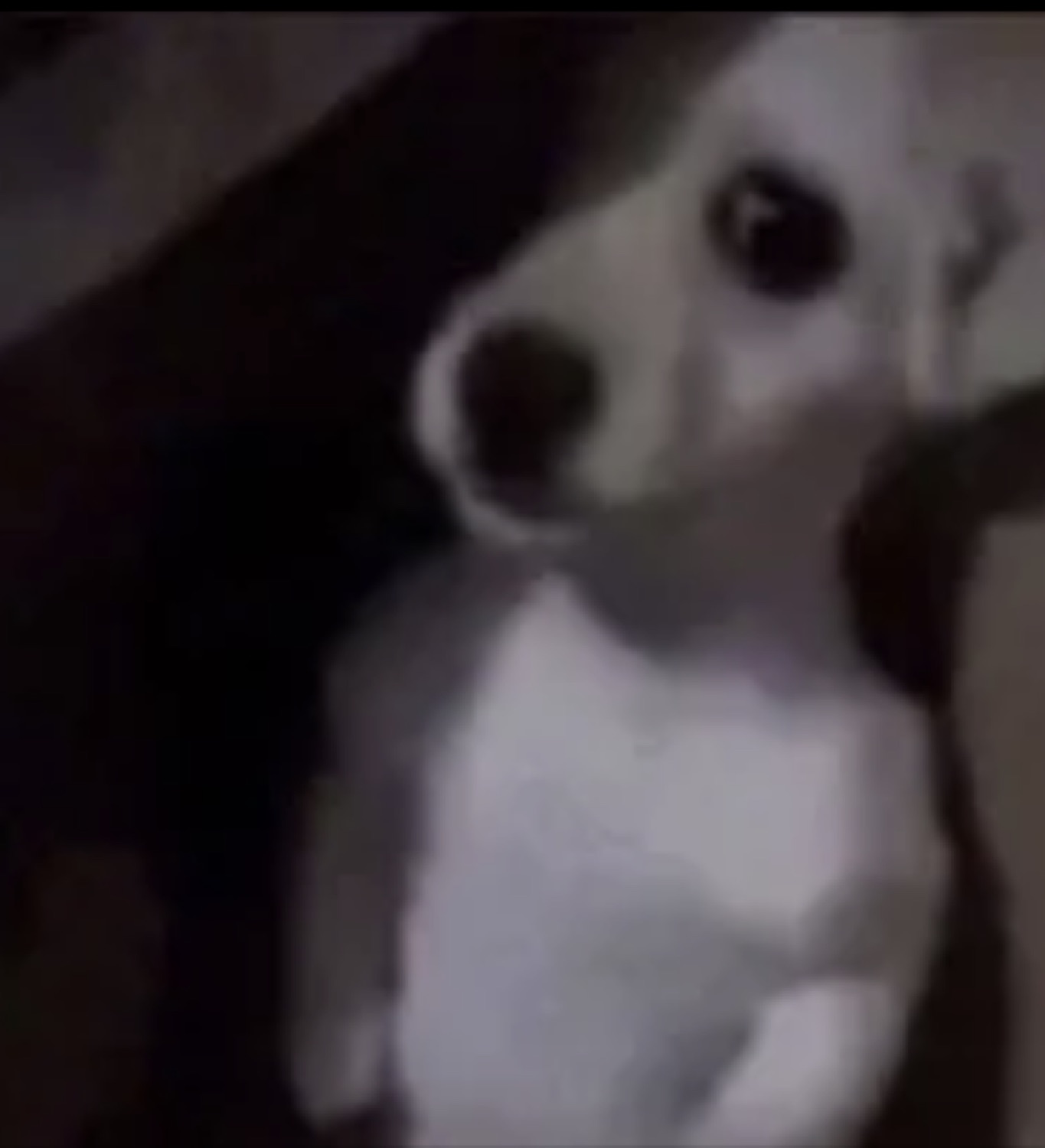 Small white and black dog staring intensely into the camera in the dark