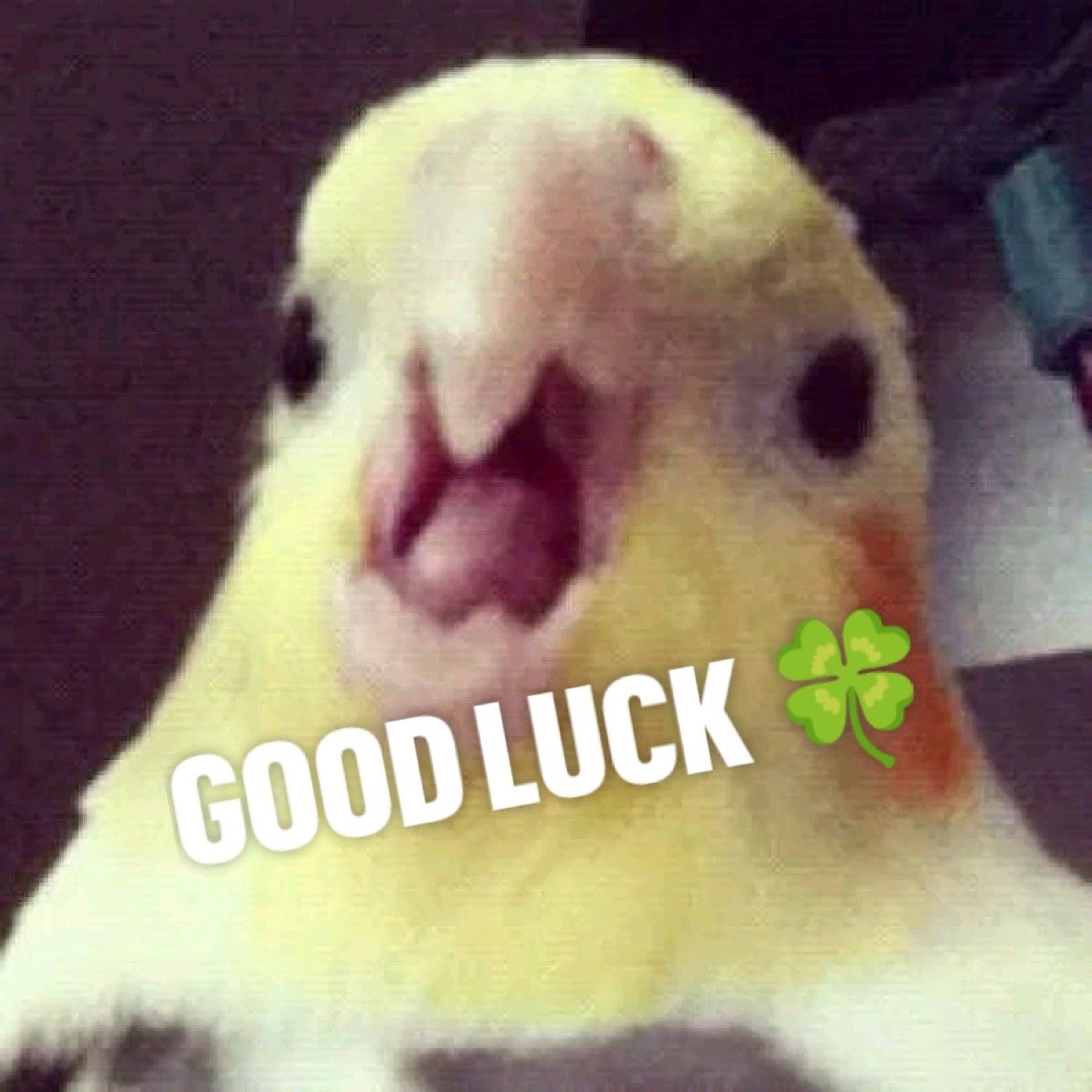 Cockatiel with its beak open: 'GOOD LUCK'