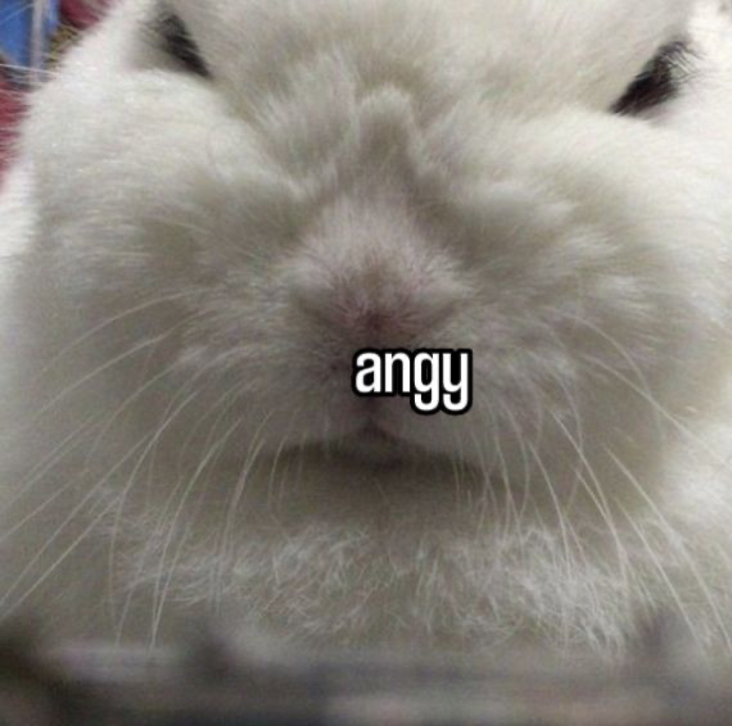 Chonky white bunny with a permanently scowling face, captioned 'angy'