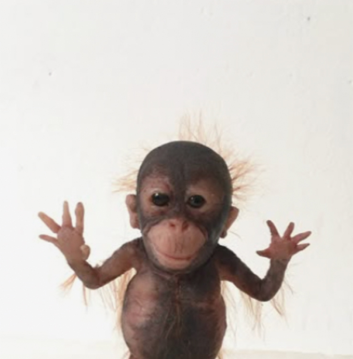 Baby monkey with its hands spread wide