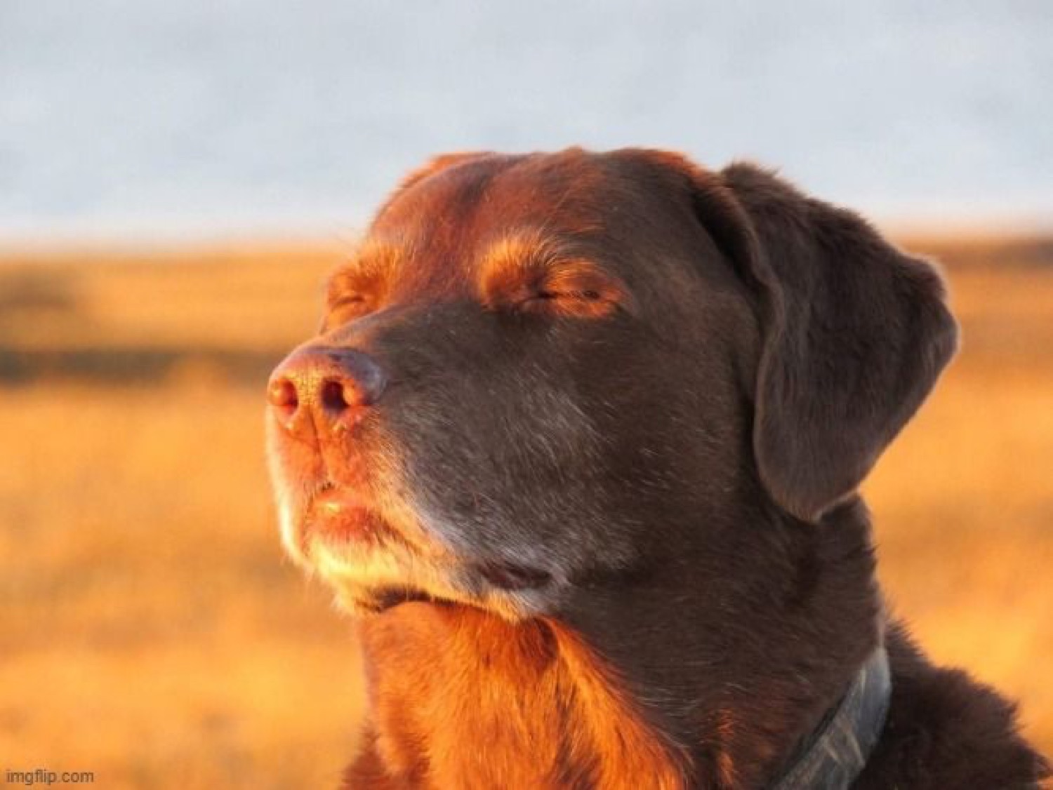 Chocolate lab basking in golden sunset light with eyes closed, totally serene