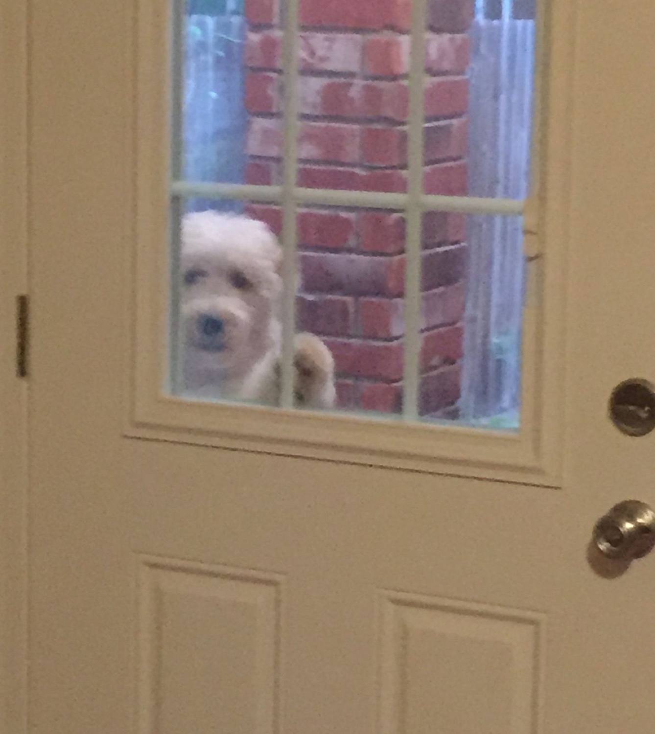 Fluffy dog peeking through a door's window panes