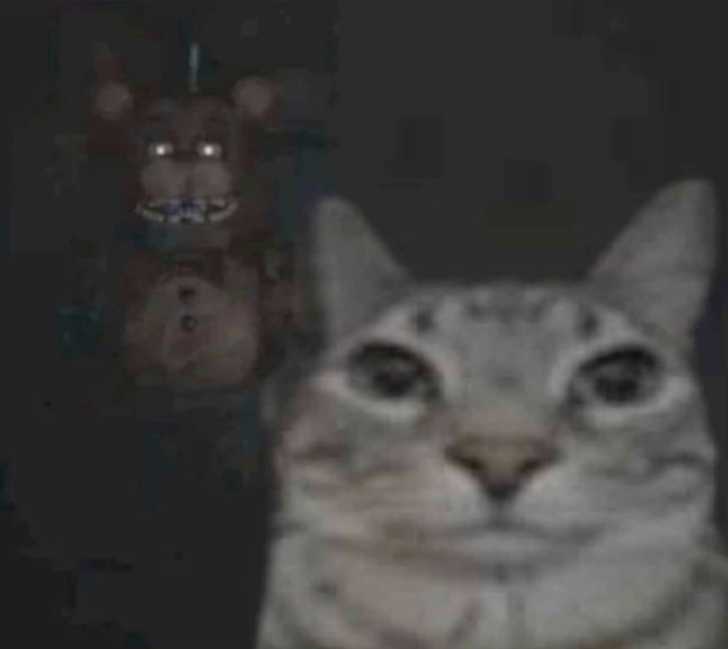 Grainy cat selfie with a menacing animatronic bear lurking in the dark behind it