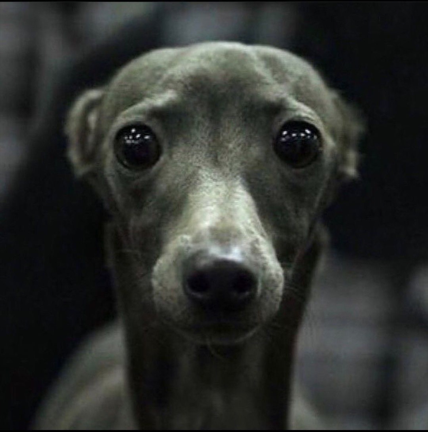 Grey italian greyhound with big glossy eyes staring nervously into the dark