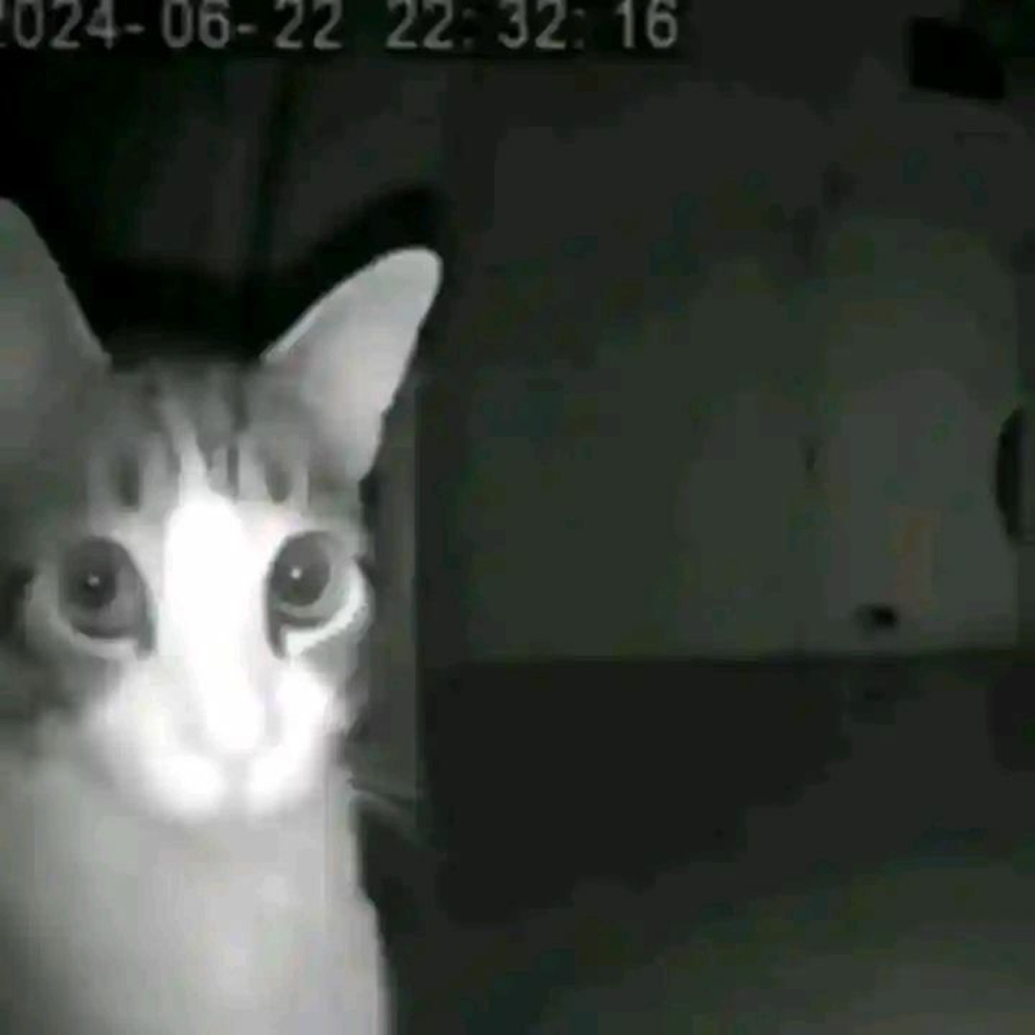 Wide-eyed cat caught staring into a night-vision security camera at 22:32