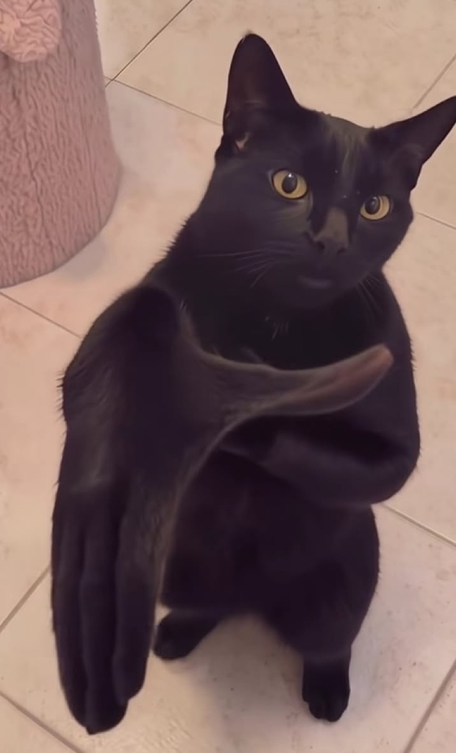 Black cat standing on its hind legs with its front paws clasped together, mid-clap