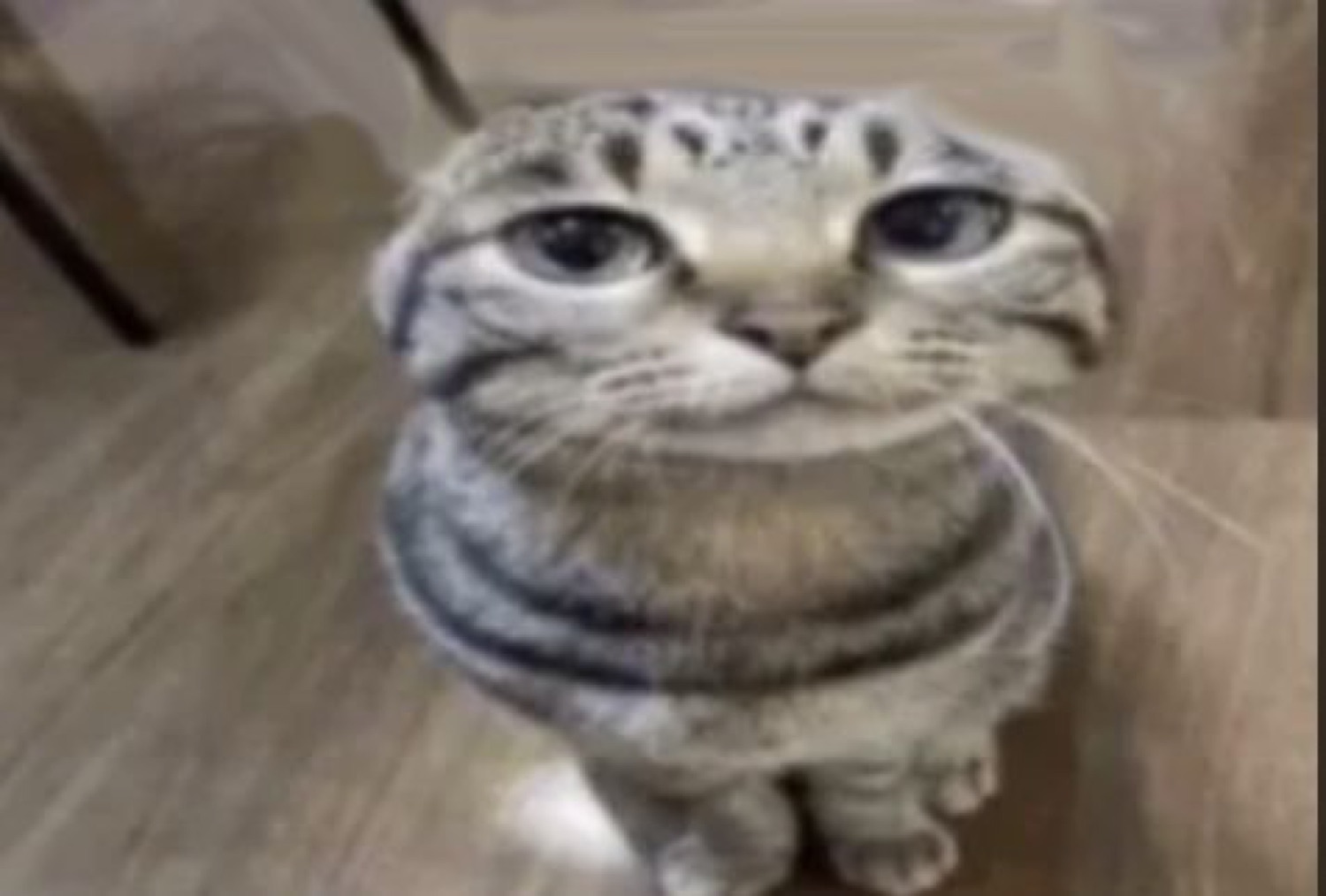 Blurry folded-ear cat sitting and staring up with a droopy, sad little face