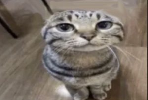 Blurry folded-ear cat sitting and staring up with a droopy, sad little face