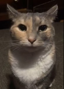 Calico cat staring dead into the camera with a flat, judgy expression