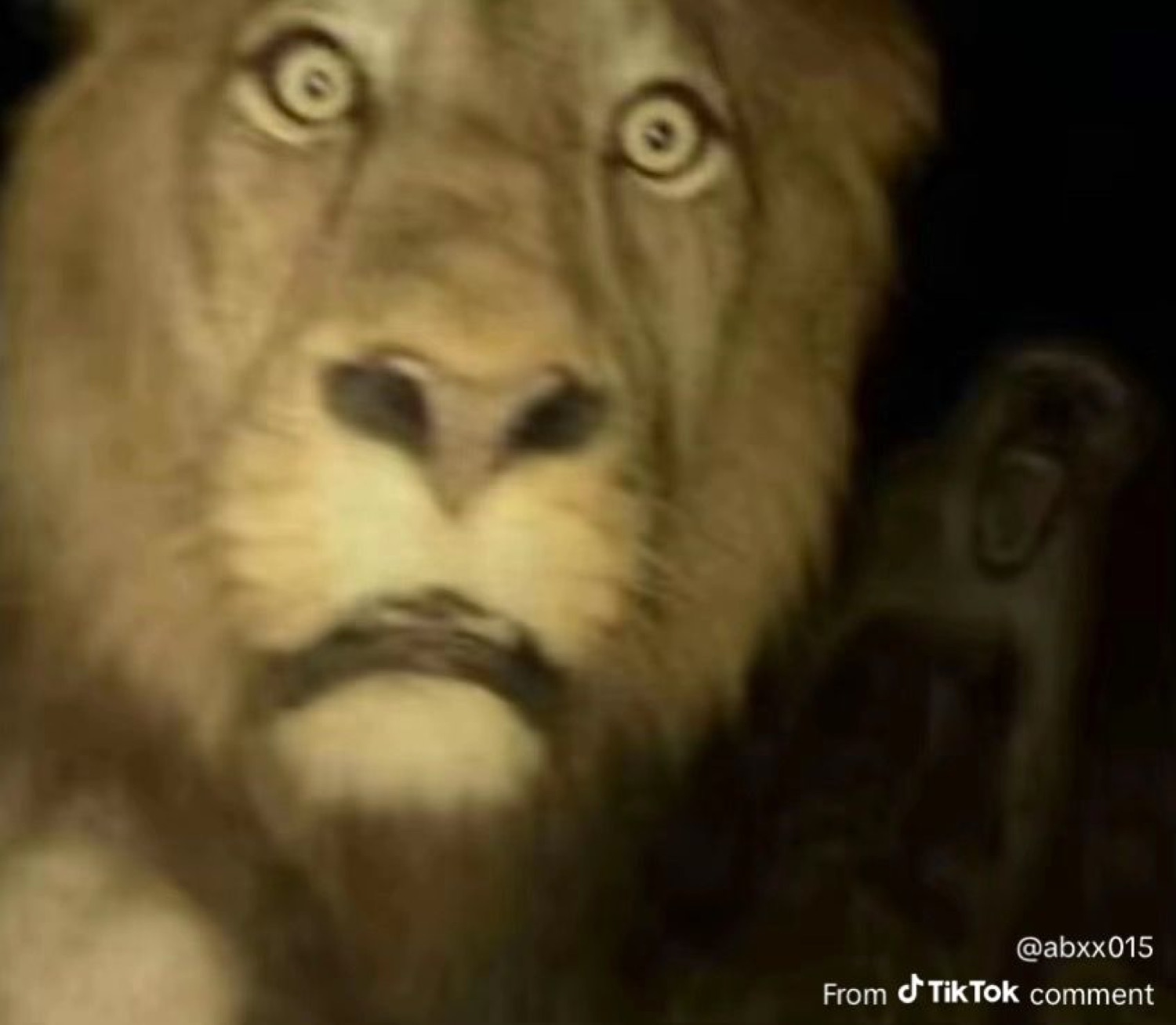 Lion staring dead into the camera with startled, saucer-wide eyes