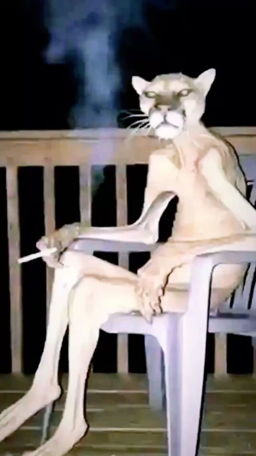 Mountain lion sitting like a human on a lawn chair smoking a cigarette at night