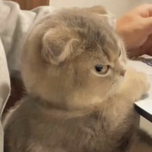 Fluffy Scottish Fold cat casting the most withering side-eye while being petted