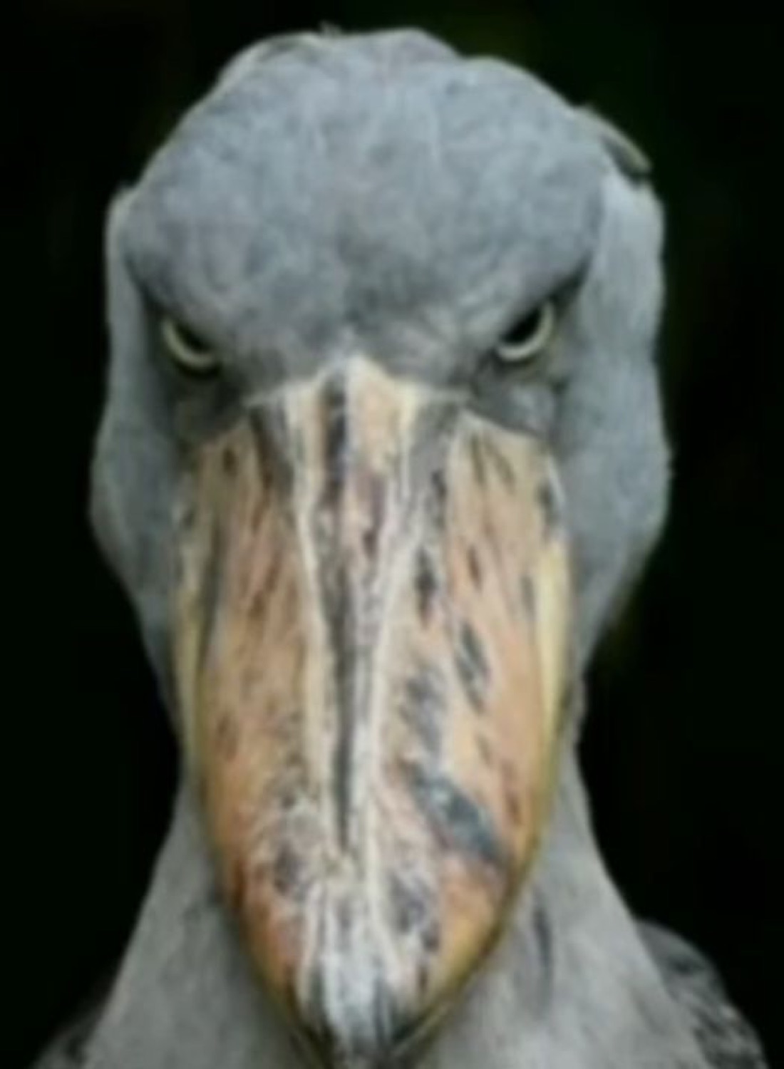 Shoebill stork glaring straight at the camera with a grumpy, judging stare