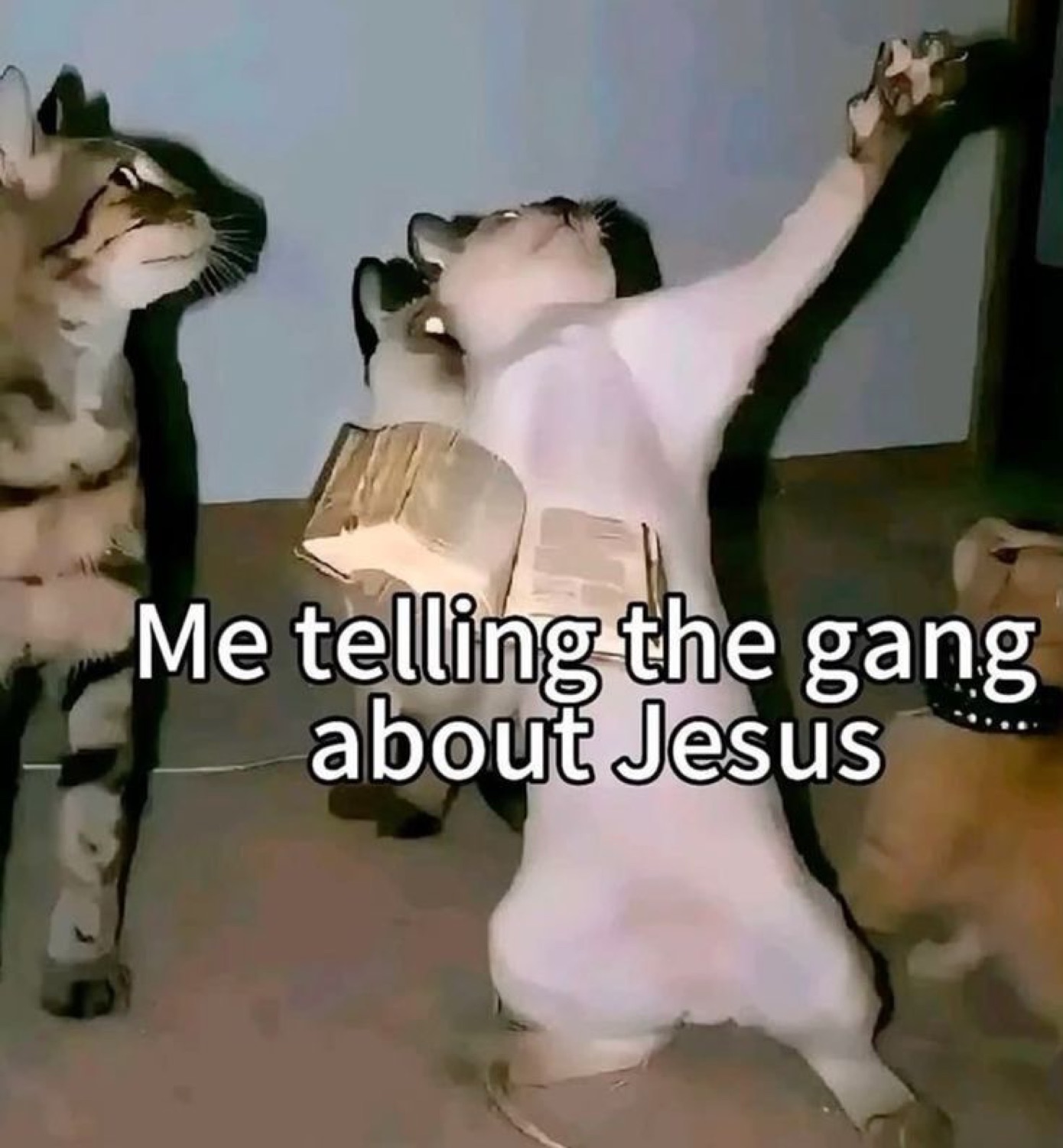 Cats rising on hind legs: 'Me telling the gang about Jesus'
