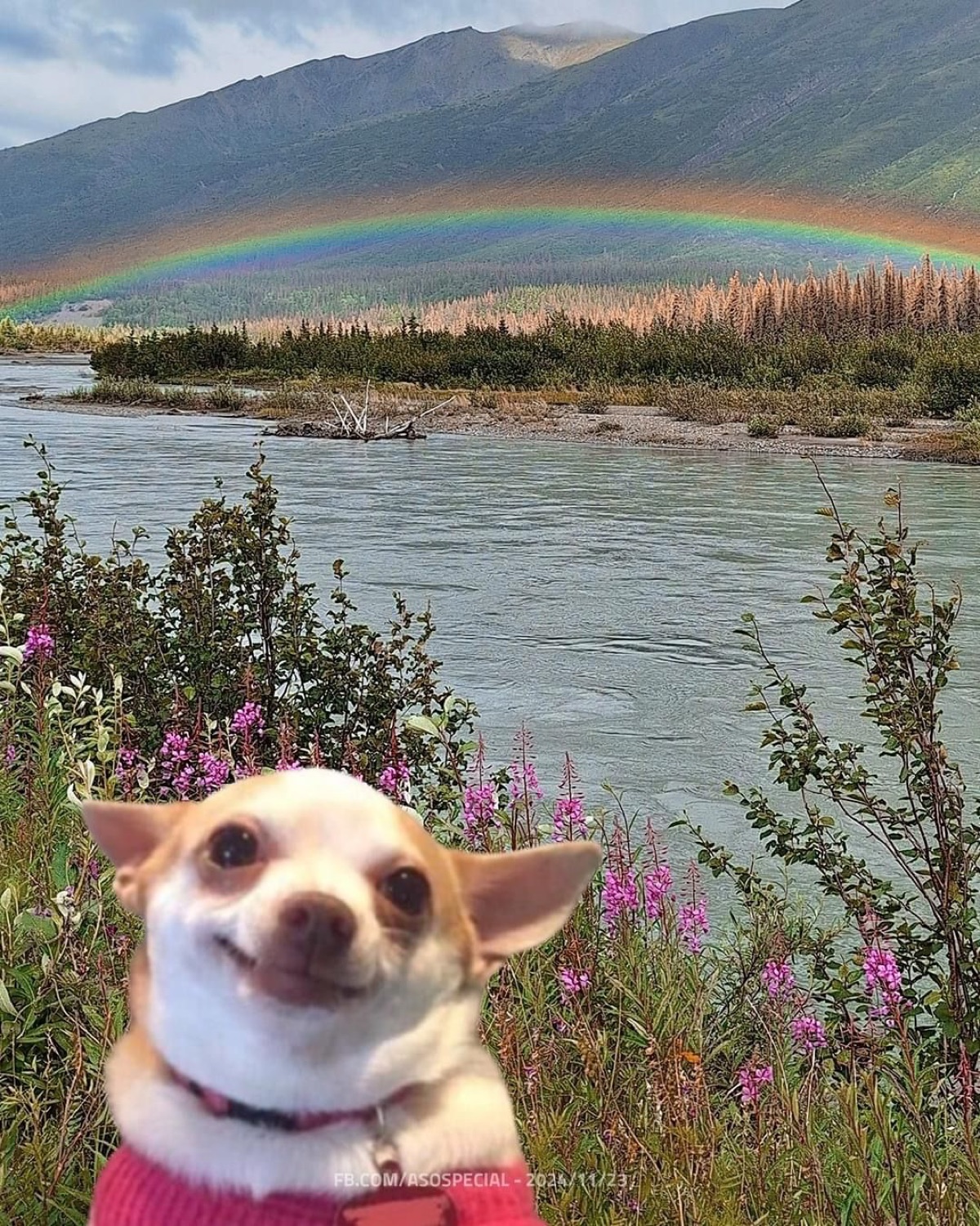 Grinning chihuahua in a pink sweater pasted over a rainbow river scene