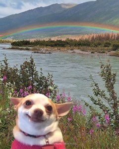 Grinning chihuahua in a pink sweater pasted over a rainbow river scene