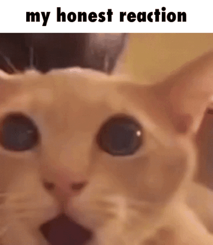 Close-up of a cat with its mouth open in shock, "my honest reaction"